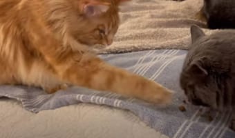 目の前にいる同居猫のごはんの盗み食いを繰り返す猫。さすがに取りすぎたのか、見咎められて噛みつかれそうになりました！！