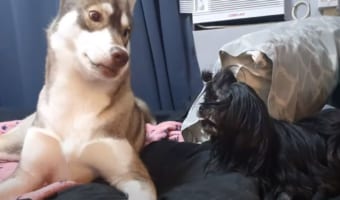 「一緒に遊びたいワン!」シーズーと遊びたいハスキー犬。遊ぼうとばかりに近付いていったのですが・・・、徹底的に反発されてしまいました