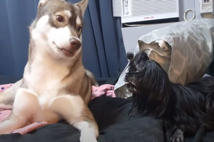 「一緒に遊びたいワン！」シーズーと遊びたいハスキー犬。遊ぼうとばかりに近付いていったのですが・・・、徹底的に反発されてしまいました