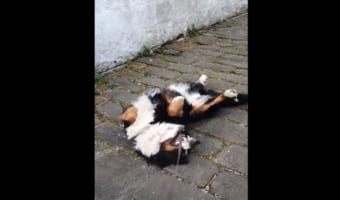 「もっとお散歩したいワン！」帰りたくないと駄々をこねるバーニーズ・マウンテン・ドッグ。引っ張られた位じゃその場を動きません