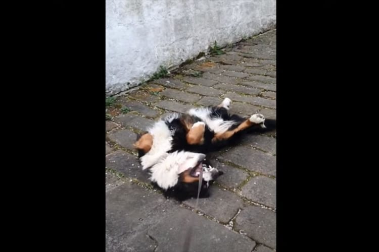 「もっとお散歩したいワン！」帰りたくないと駄々をこねるバーニーズ・マウンテン・ドッグ。引っ張られた位じゃその場を動きません