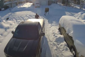 突如、至近距離から襲いかかってきた巨大なヘラジカ。絶体絶命なこの危機を、迷いなく立ち向かった勇敢な子犬が救ってくれました！！