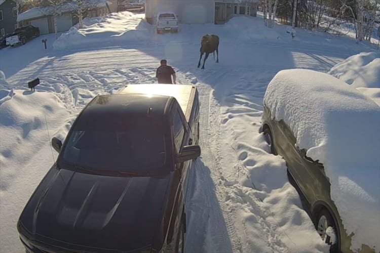 突如、至近距離から襲いかかってきた巨大なヘラジカ。絶体絶命なこの危機を、迷いなく立ち向かった勇敢な子犬が救ってくれました！！