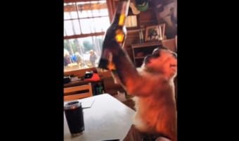 中身が飲みたいのか、瓶を叩いて開けようとするオマキザル。結局開けることはできませんでしたが、試行錯誤するその姿に次回への期待が膨らみます