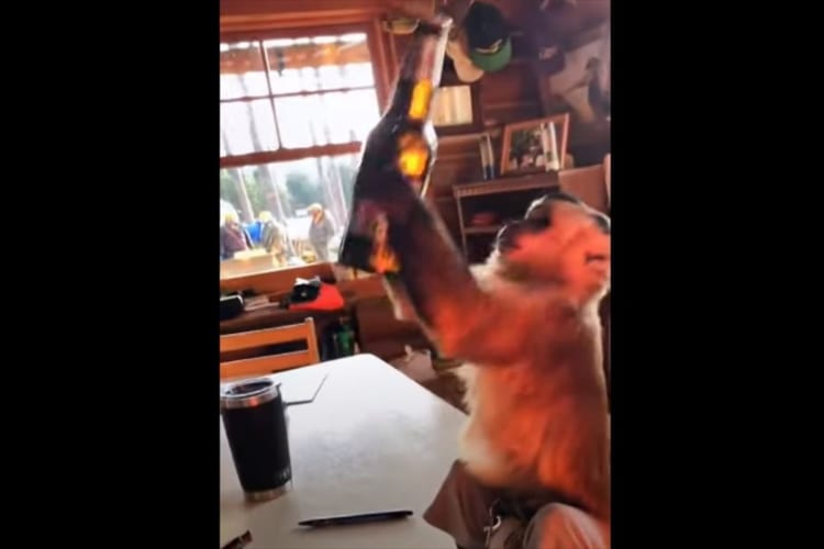 中身が飲みたいのか、瓶を叩いて開けようとするオマキザル。結局開けることはできませんでしたが、試行錯誤するその姿に次回への期待が膨らみます