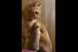 ネズミの親友は猫？！天敵と思われた猫のお腹の下に潜り込んだり、意外過ぎるコミュニケーションをとったり！！