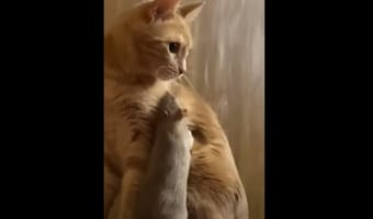 ネズミの親友は猫？！天敵と思われた猫のお腹の下に潜り込んだり、意外過ぎるコミュニケーションをとったり！！