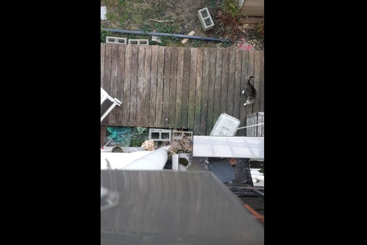 子犬が、自分のおやつをくわえているのをじっとガマンして見つめるゴールデンレトリバー。しかし、その時の感情が顔に出すぎ!