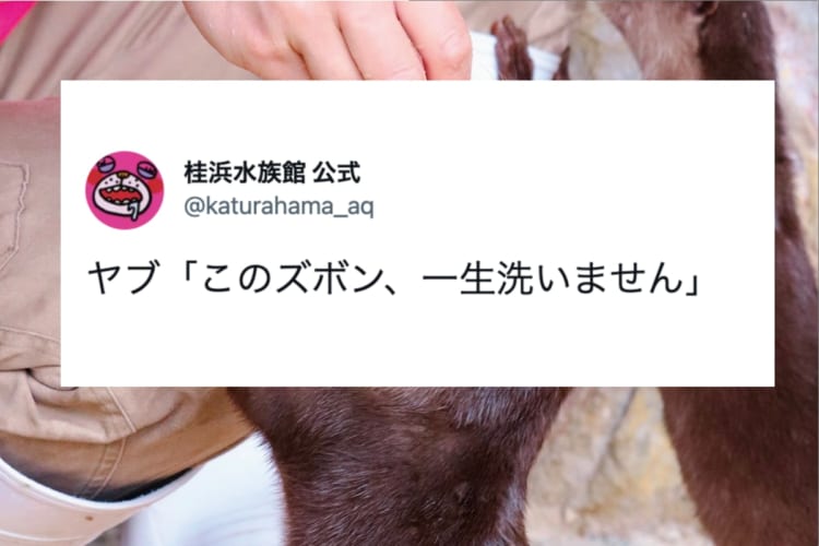 「このズボン、一生洗いません」 桂浜水族館の飼育員さんがそう誓ったとってもかわいい理由とは？！