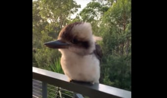 マスコットやぬいぐるみと勘違いしてしまうほど愛らしいワライカワセミのヒナ。人懐っこいのか、どんどん近寄ってきてくれました