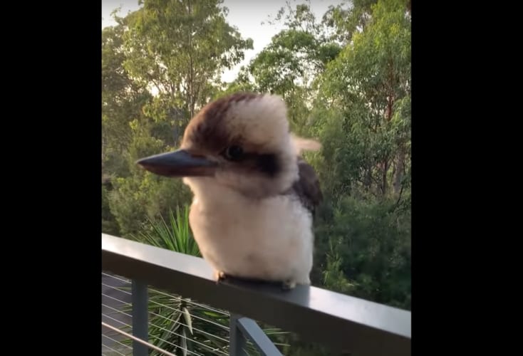 マスコットやぬいぐるみと勘違いしてしまうほど愛らしいワライカワセミのヒナ。人懐っこいのか、どんどん近寄ってきてくれました