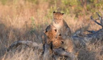 お母さんを待っているのかな?子供たちだけで遊ぶライオン。木の枝をめぐってわちゃわちゃとしています