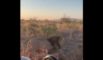 歩いているだけで『百獣の王』の威厳を感じる。ライオンのオスがたてがみを揺らし、車の前を悠然と歩いていきました