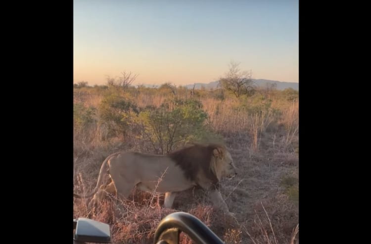 歩いているだけで『百獣の王』の威厳を感じる。ライオンのオスがたてがみを揺らし、車の前を悠然と歩いていきました