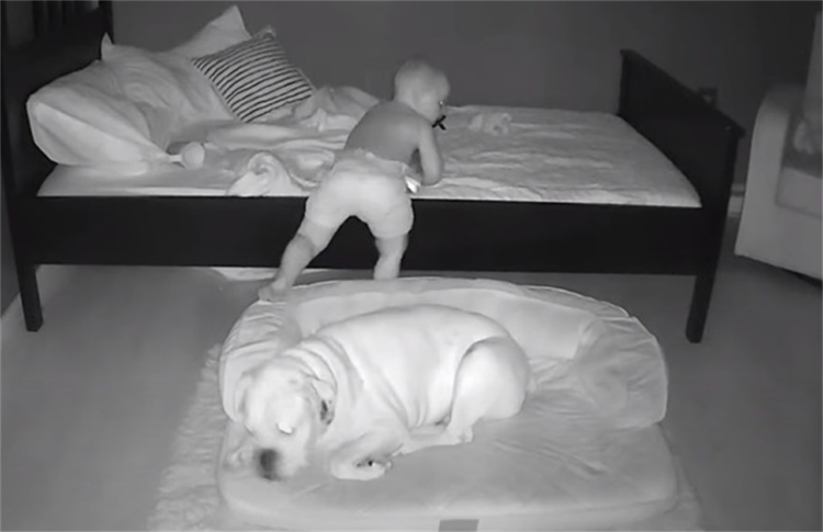 ベッドで寝ているはずの赤ちゃんが毎朝ワンコの横に！？不思議に思い監視カメラで確認するとその理由がわかった！【過去の人気記事】