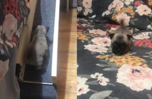 ベッドの上まで移動できるスロープを設置してもらった子犬。テクテク進み無事にベッドの上まで登れたのが嬉しいみたい！しっぽを元気に振っていました