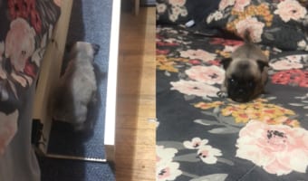 ベッドの上まで移動できるスロープを設置してもらった子犬。テクテク進み無事にベッドの上まで登れたのが嬉しいみたい!しっぽを元気に振っていました