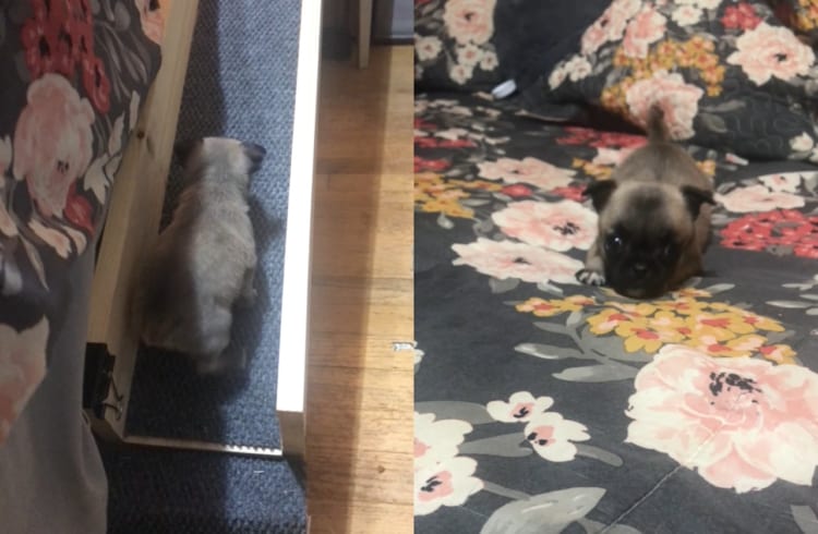 ベッドの上まで移動できるスロープを設置してもらった子犬。テクテク進み無事にベッドの上まで登れたのが嬉しいみたい！しっぽを元気に振っていました