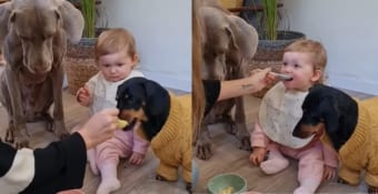 スプーンの使い分けは間違えません！赤ちゃんと愛犬たちにかわるがわるごはんを食べさせてあげるお母さん