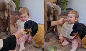 スプーンの使い分けは間違えません!赤ちゃんと愛犬たちにかわるがわるごはんを食べさせてあげるお母さん