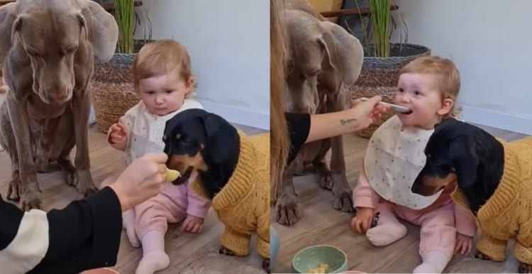 スプーンの使い分けは間違えません！赤ちゃんと愛犬たちにかわるがわるごはんを食べさせてあげるお母さん