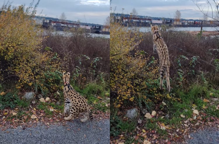 なにか発見したの？茂みをじっと見つめるサーバルキャット。ピョ〜〜ンと見事なジャンプをして、茂みの中へ！！