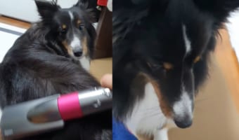 これはいつまでも終わらなそう。ブラッシングが大好きな犬、飼い主さんが手を止めようとするたびに「もっと!」とおねだり
