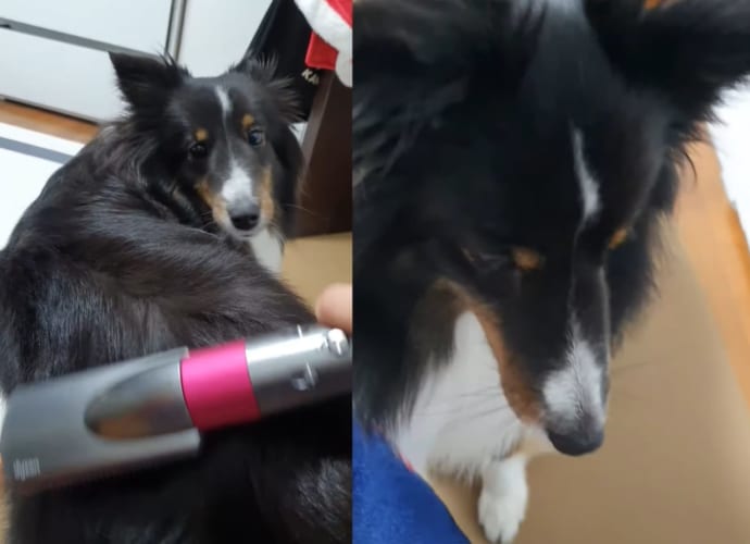 これはいつまでも終わらなそう。ブラッシングが大好きな犬、飼い主さんが手を止めようとするたびに「もっと！」とおねだり
