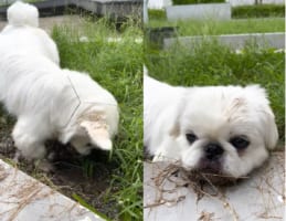 とても楽しそうに泥遊びを満喫する犬。ついには泥の中に伏せてしまったので、キレイな白い毛並みをしているこの子のケアが飼い主さんは大変そう・・・