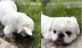 とても楽しそうに泥遊びを満喫する犬。ついには泥の中に伏せてしまったので、キレイな白い毛並みをしているこの子のケアが飼い主さんは大変そう・・・