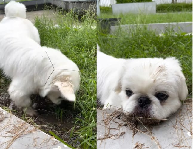 とても楽しそうに泥遊びを満喫する犬。ついには泥の中に伏せてしまったので、キレイな白い毛並みをしているこの子のケアが飼い主さんは大変そう・・・