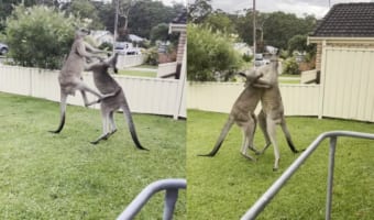 こんな場所で喧嘩しないでください!庭先でつかみ合いの喧嘩をしていたのは・・・、なんとカンガルーでした!!
