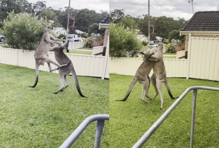 こんな場所で喧嘩しないでください！庭先でつかみ合いの喧嘩をしていたのは・・・、なんとカンガルーでした！！
