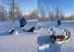 雪を堪能するハスキー犬たち。自分たちの体の高さほどある雪をものともせずに突き進んで追いかけっこをしたり撮影者さんに向かって走り寄ったり！！