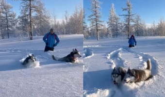 雪を堪能するハスキー犬たち。自分たちの体の高さほどある雪をものともせずに突き進んで追いかけっこをしたり撮影者さんに向かって走り寄ったり!!