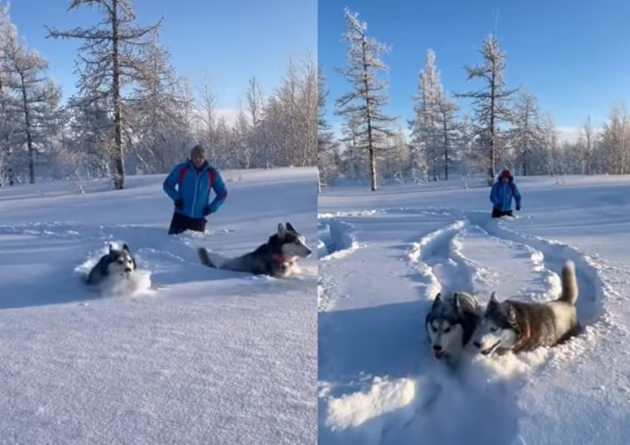 雪を堪能するハスキー犬たち。自分たちの体の高さほどある雪をものともせずに突き進んで追いかけっこをしたり撮影者さんに向かって走り寄ったり！！