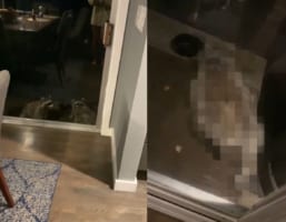 家の前に現れた2匹のアライグマ。窓辺に寄ってその姿を確認してみると・・・、1匹は盛大にリラックスして過ごしていることが判明しました