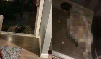 家の前に現れた2匹のアライグマ。窓辺に寄ってその姿を確認してみると・・・、1匹は盛大にリラックスして過ごしていることが判明しました