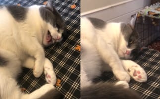 返事だけはいいんだから・・・。そこから移動してと体を揺さぶられると「ミャオ」としっかり返事をする猫。ところが移動する気はさらさらないようです