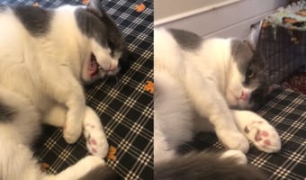 返事だけはいいんだから・・・。そこから移動してと体を揺さぶられると「ミャオ」としっかり返事をする猫。ところが移動する気はさらさらないようです