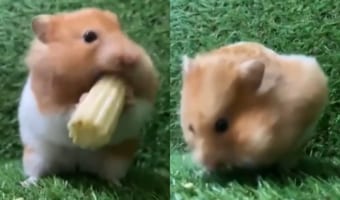 もしかしてこの子はフードファイター？ハムスターがヤングコーンをかじっていたかと思うと・・・、一気に頬袋の中へ！しかも、まだ足りないみたい？！
