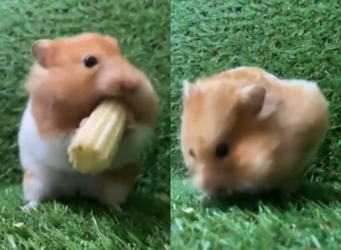 もしかしてこの子はフードファイター？ハムスターがヤングコーンをかじっていたかと思うと・・・、一気に頬袋の中へ！しかも、まだ足りないみたい？！