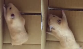 その姿はまるで忍者!ダンボールの壁を登ろうと挑むハムスター。果たしてこの子は、この壁を登り切ることができるのでしょうか??