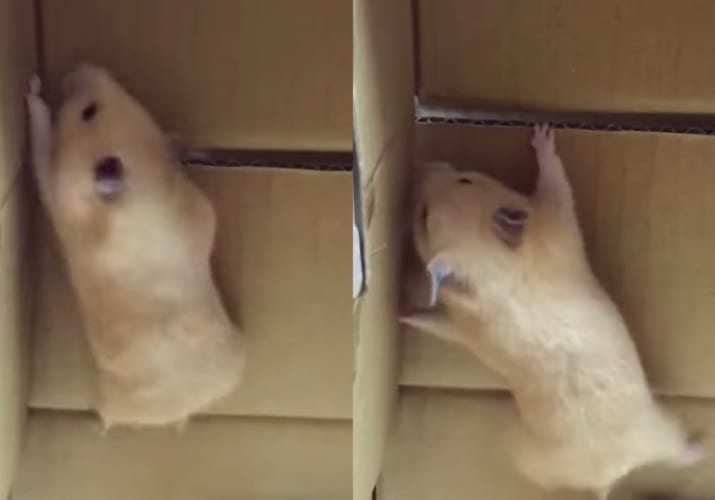 その姿はまるで忍者！ダンボールの壁を登ろうと挑むハムスター。果たしてこの子は、この壁を登り切ることができるのでしょうか？？