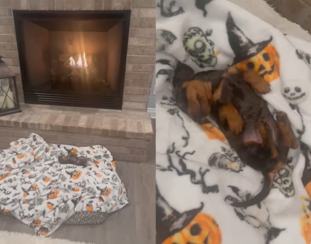 絶対そこは最高のお昼寝スポット。子犬がヘソ天してお昼寝していたのは・・・、ブランケットが敷かれた暖炉の前