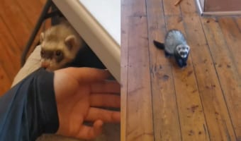 これじゃ仕事にならない!仕事中の飼い主さんの服を引き「遊んで」とせがむフェレット。構ってもらえずスネる事もありますが、諦めるつもりもない?