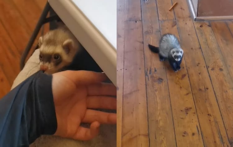 これじゃ仕事にならない！仕事中の飼い主さんの服を引き「遊んで」とせがむフェレット。構ってもらえずスネる事もありますが、諦めるつもりもない？