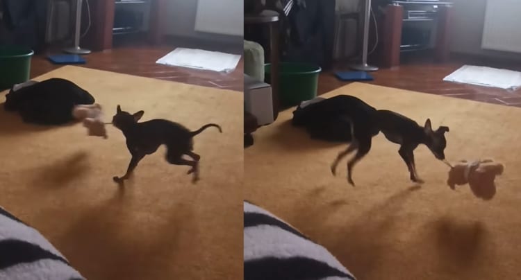 まるでジャイブを踊っているみたい！お気に入りのぬいぐるみのタグをくわえて、激しいスピンやロデオのようなジャンプを繰り返すロシアントイテリア