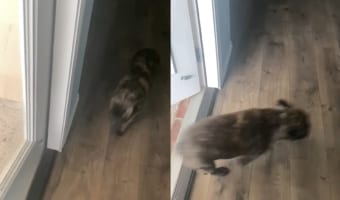 飼い主さんに呼ばれて、庭へと遊びに出たフレンチブルドッグ。ところが、秒で家の中へ戻って来たのです。その理由は・・・外を見たらすぐ分かりました
