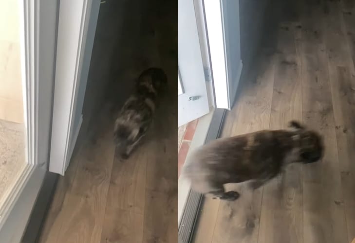 飼い主さんに呼ばれて、庭へと遊びに出たフレンチブルドッグ。ところが、秒で家の中へ戻って来たのです。その理由は・・・外を見たらすぐ分かりました